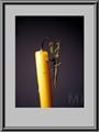 Mantis. &copy;Mila Vasileva