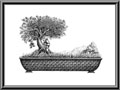 Bonsai - 2011