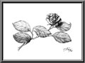 Rose - 1998