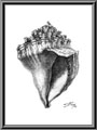 Shell - 1994