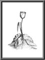 Stone Flower - 2003