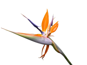 Strelicia