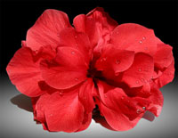 Hibiscus - Enhanced image