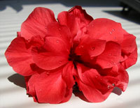 Hibiscus - Original image