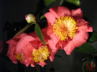 Three Camellia Wallpapers