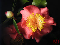 Camellia Wallpaper