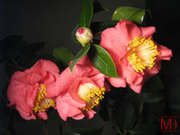 Camellia Wallpaper